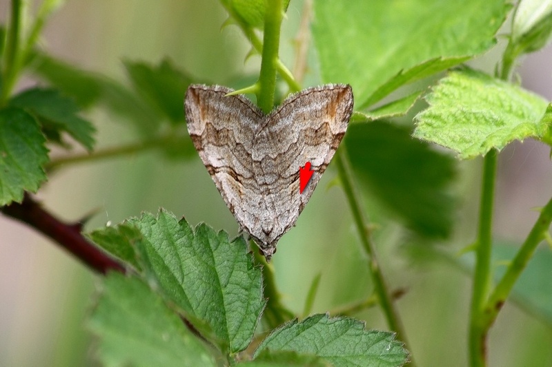 Aplocera plagiata ??? S